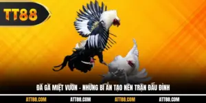 Đá Gà Miệt Vườn